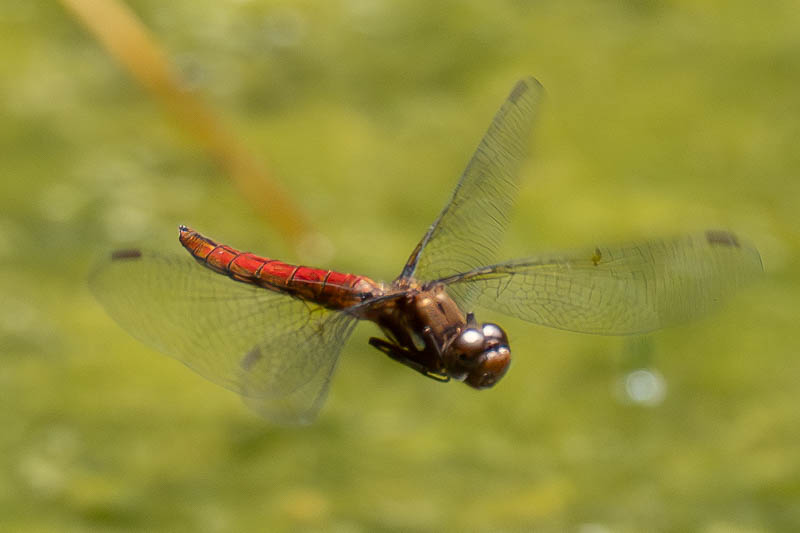 Sympetrum illotum (Cardinal Meadowhawk).jpg